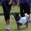 Canine & Equestrian Training