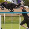 EquiCanine QLD Agility seminar - Megan Bell Jones - 01 - 03 August 2025